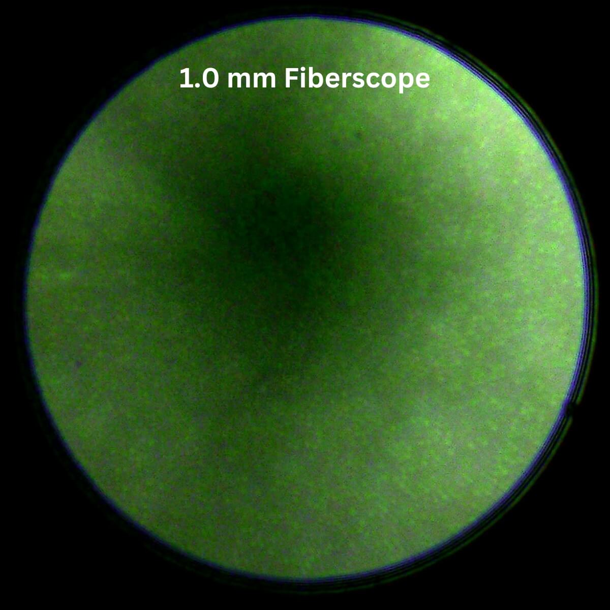 Capture with 1mm Fiberscope